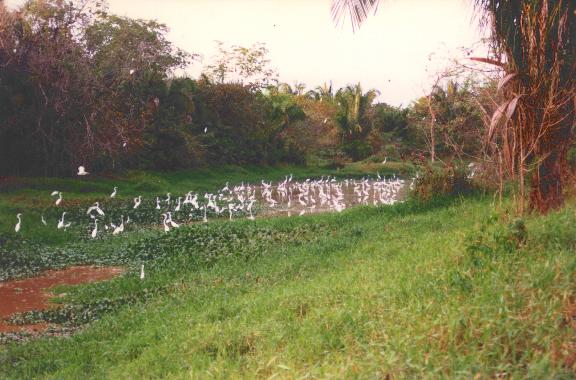 Las Garzas
