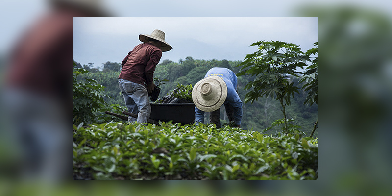 agricultura quindio