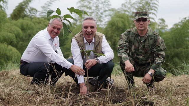 Gobernador en siembra