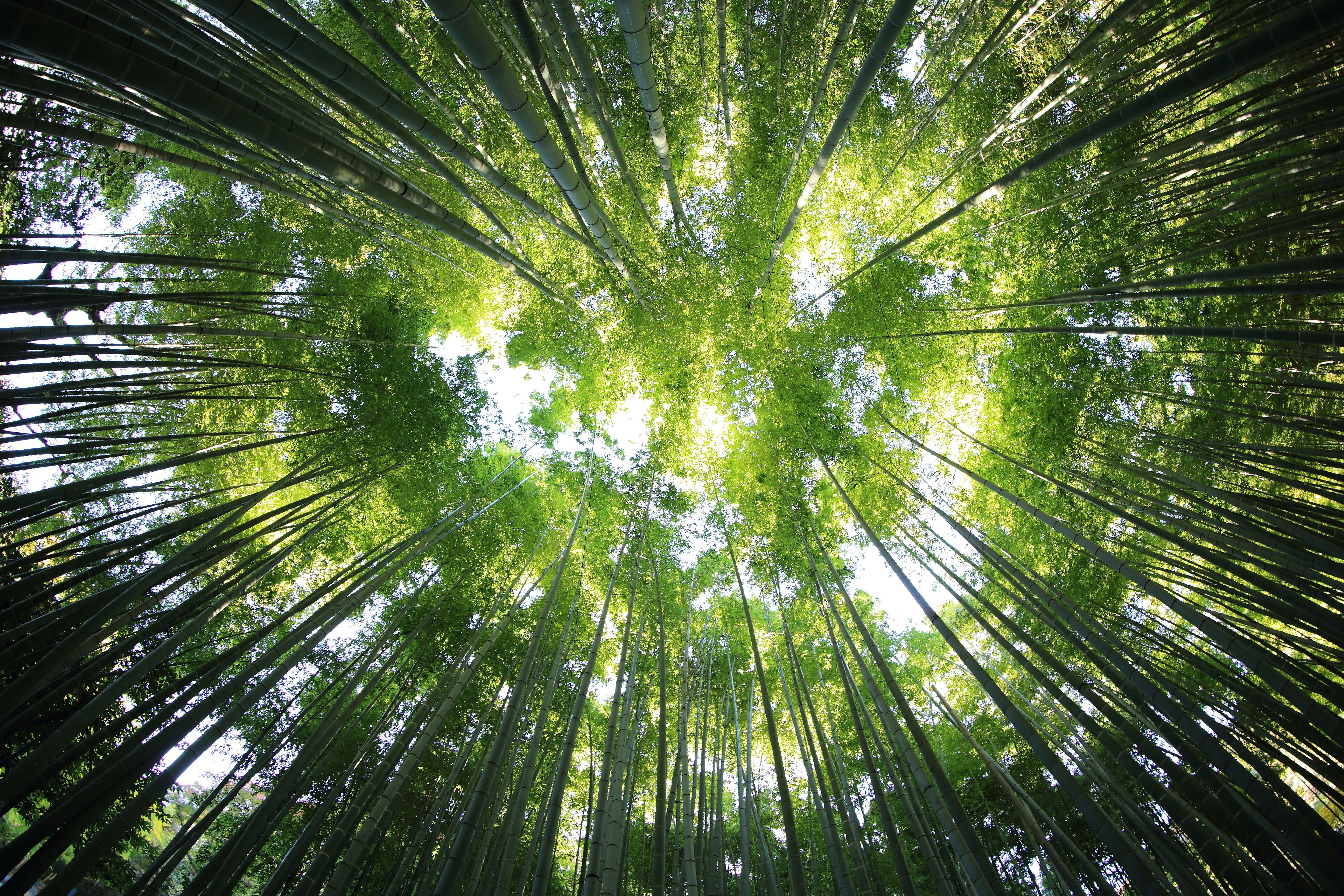 Bamboo-photo.jpg - 4.84 MB