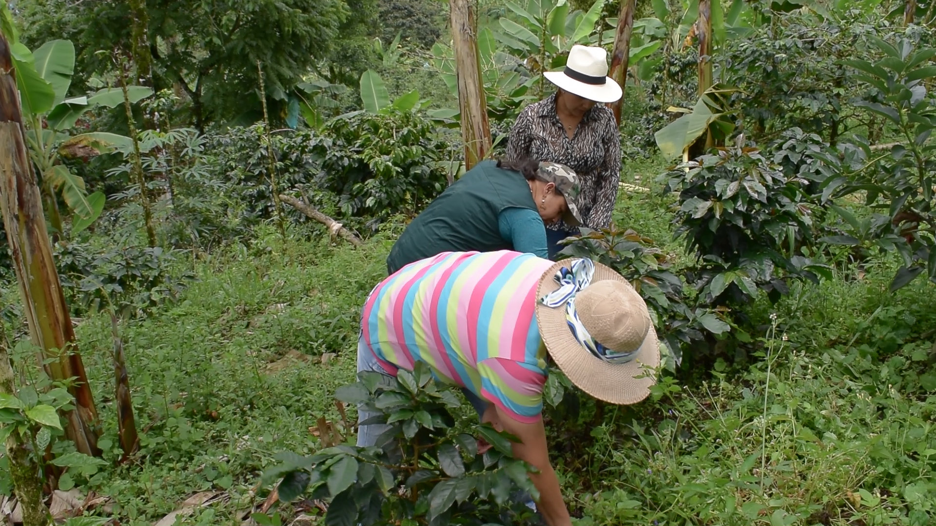 Departamentos_del_Eje_Cafetero_tendran_Planes_de_Extension_Agropecuaria_para_fortalecer_la_capacidad_tecnica_del_sector_rural.jpg - 612.00 kB