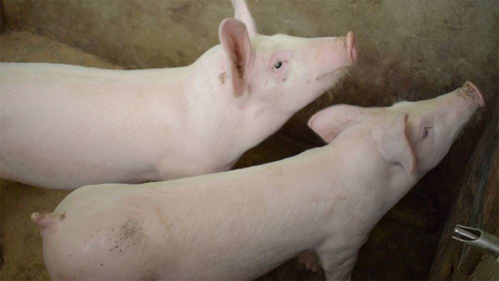 Gobernación del Quindío invita a los ciudadanos a abstenerse de hacer sacrificios de cerdos en vías públicas dicho procedimiento será sancionado y atenta contra la salud