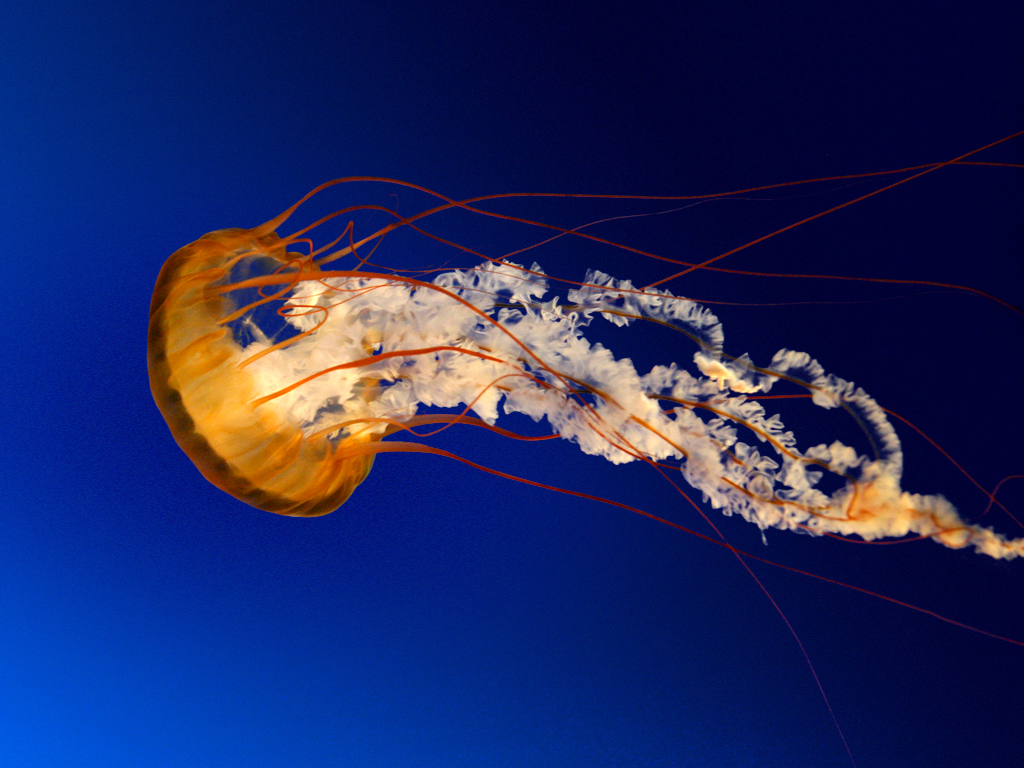Jellyfish.jpg - 757.52 kB