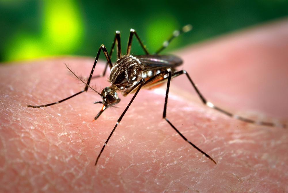 Secretaría de Salud del Quindío mantiene control sobre la proliferación del Aedes Aegypti mosquito transmisor del dengue