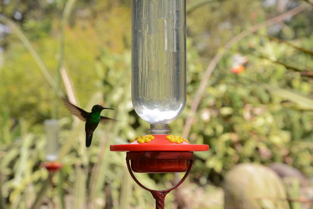 Se fortalece el turismo en el Quindío. Jardín Botánico lanzó su servicio de avisturismo
