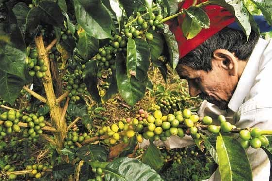 Gerente comercial de la Federación Colombiana de Cafeteros Carlos Felipe Robayo visitó al Quindío para hablar con los caficultores