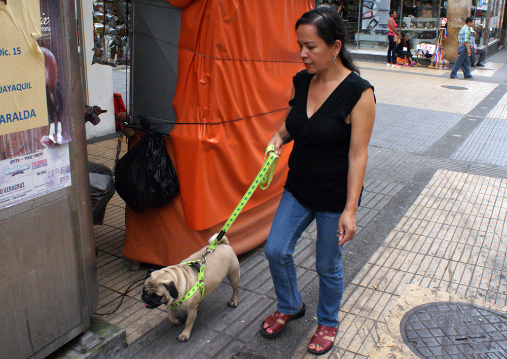 Gobernación del Quindío realiza jornada de vacunación antirrábica para perros y gatos en el departamento