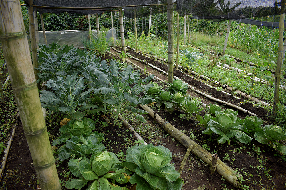 Programa de huertas orgánicas contribuye a la seguridad alimentaria y a la buena nutrición de las familias quindianas