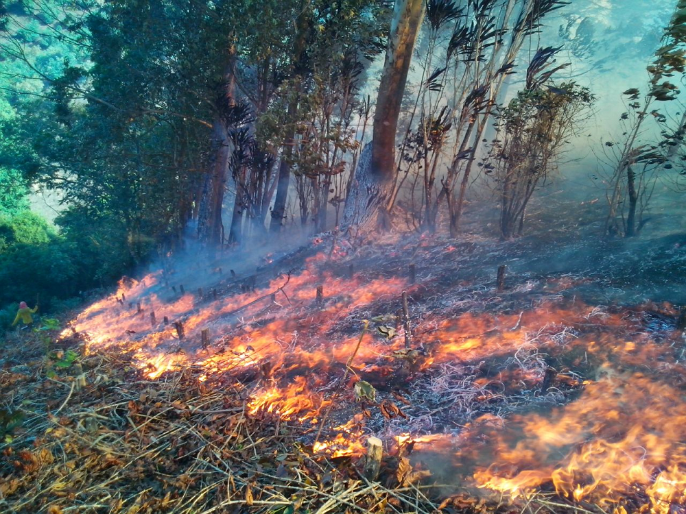Circasia La Tebaida Montenegro y Pijao en alerta roja por la posible ocurrencia de incendios de cobertura vegetal