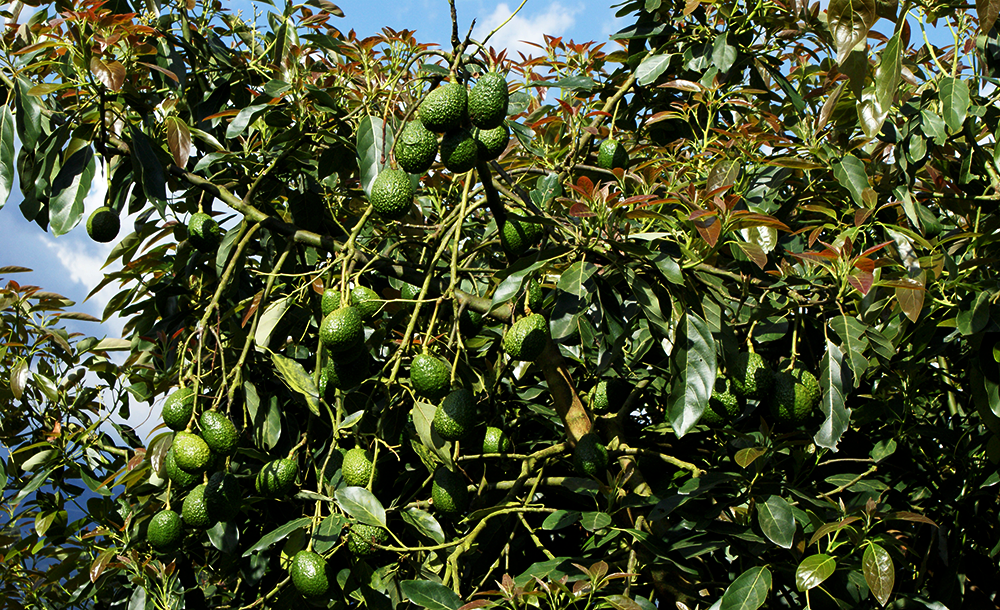 Productores quindianos están preparados para exportar aguacate Hass a Estados Unidos