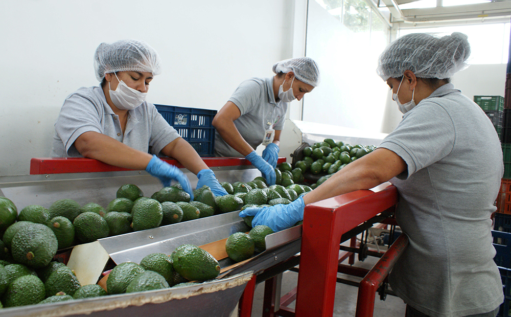 Gobernación del Quindío lidera proyecto de innovación para apalancar el sector agroindustrial del departamento 