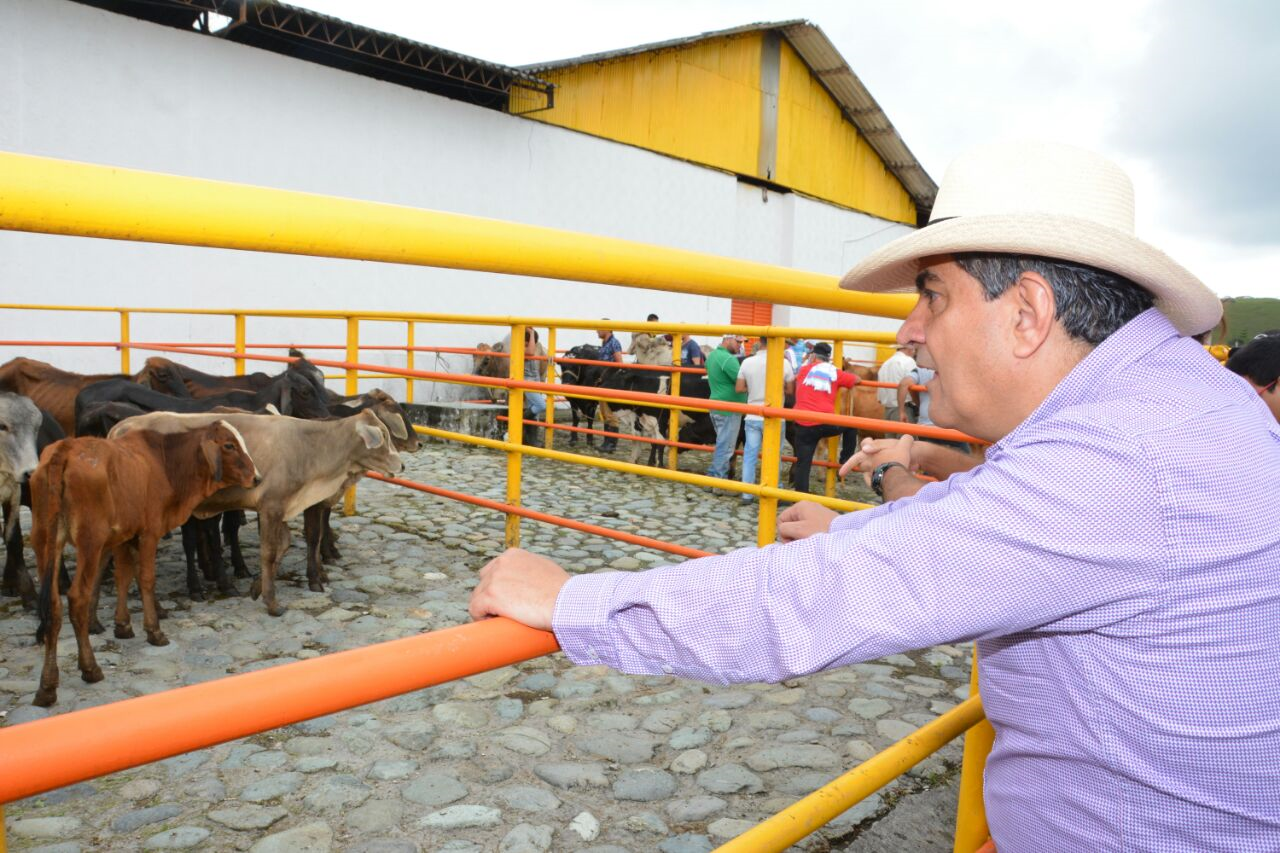 Gobierno departamental promueve el desarrollo de ferias ganaderas en los municipios del Quindío 
