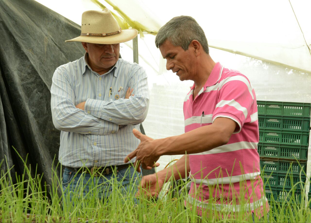 Modelo de seguridad alimentaria que lidera el gobernador para las veredas del Quindío ya está echando raíces