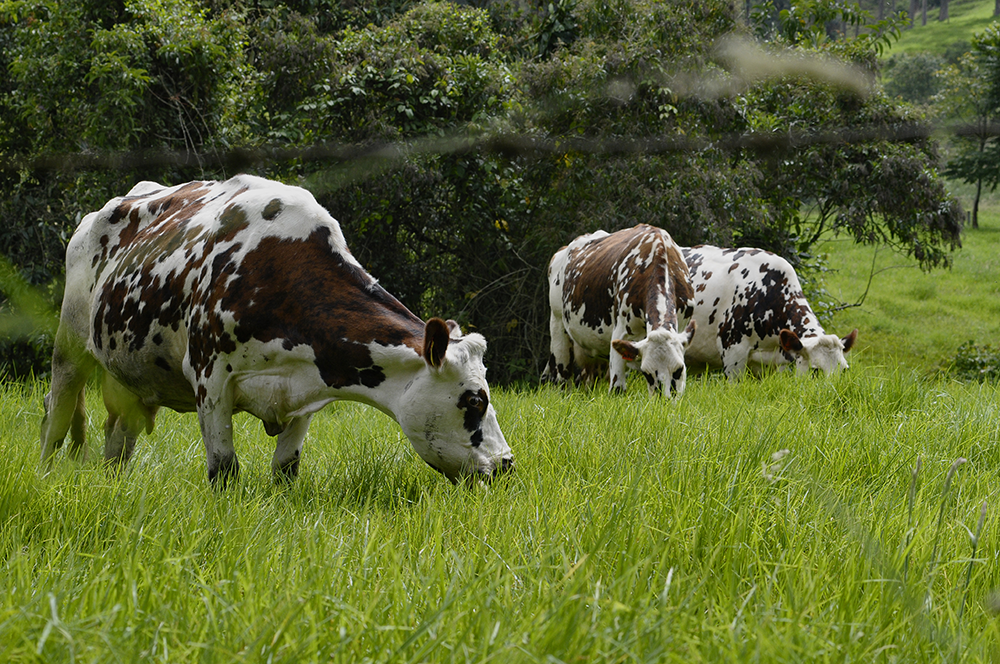 Quindío avanza en el blindaje del hato ganadero regional contra la aftosa