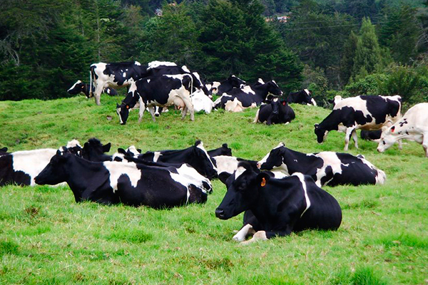 Quindío departamento libre de aftosa