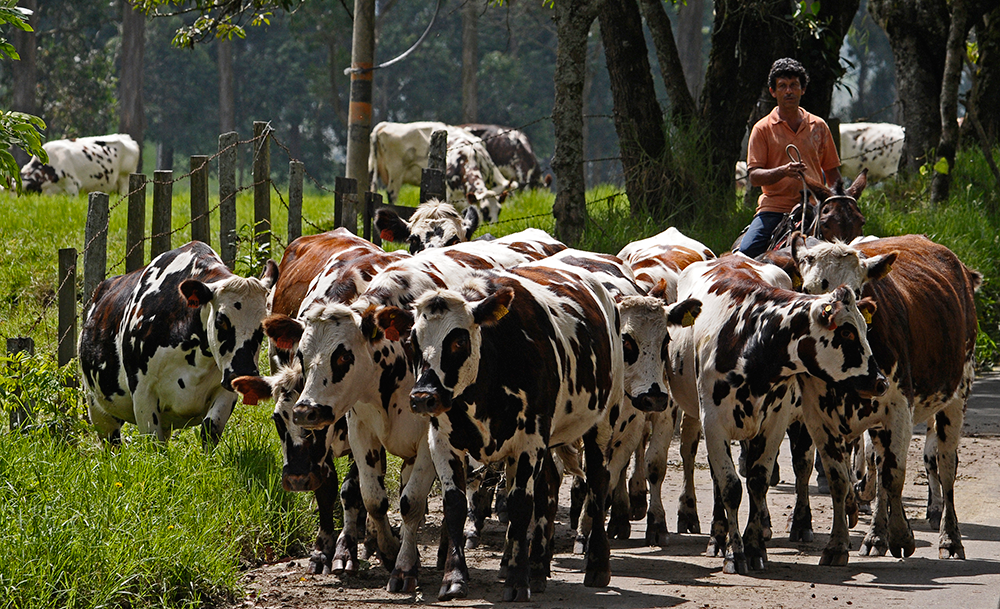 Quindío refuerza las medidas de protección para evitar la llegada de fiebre aftosa al hato departamental