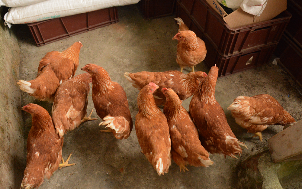 Gobernación inició entrega de gallinas ponedoras a campesinos del Quindío