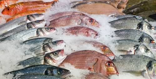 Gobiernación del Quindío definió controles para consumo de pescado en Semana Santa