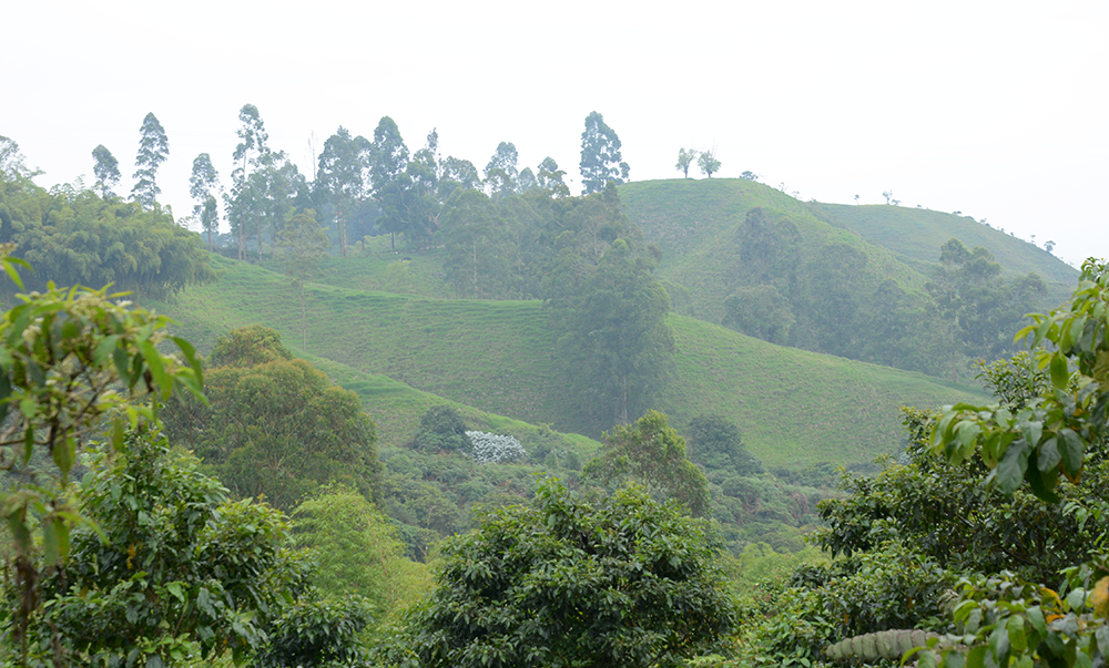 Quindío Sí protege el agua