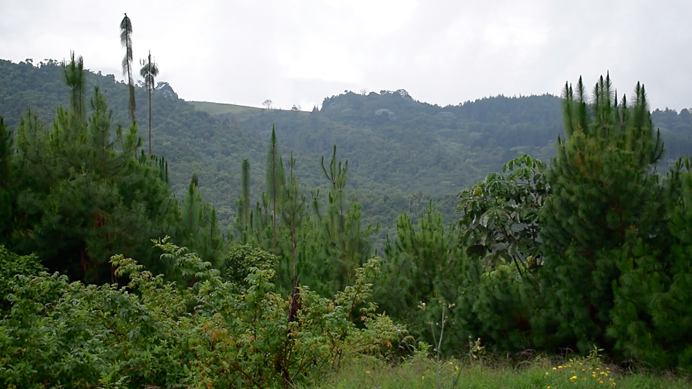 Gobernación del Quindío se articulará con universidades gremios colectivos ambientalistas y comunidad para consolidar proyecto de conservación ambiental