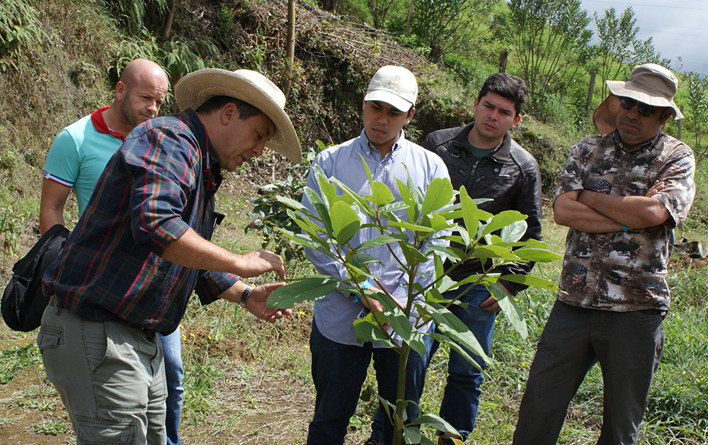 Sostenibilidad ambiental y económica temas claves del Seminario Internacional de Aguacate Hass organizado por la Gobernación del Quindío