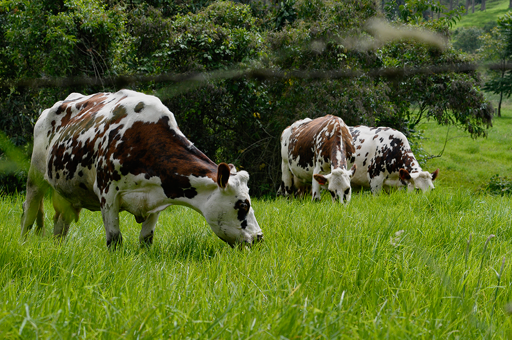 Quindío será sede del Foro Regional de Ganadería Sostenible