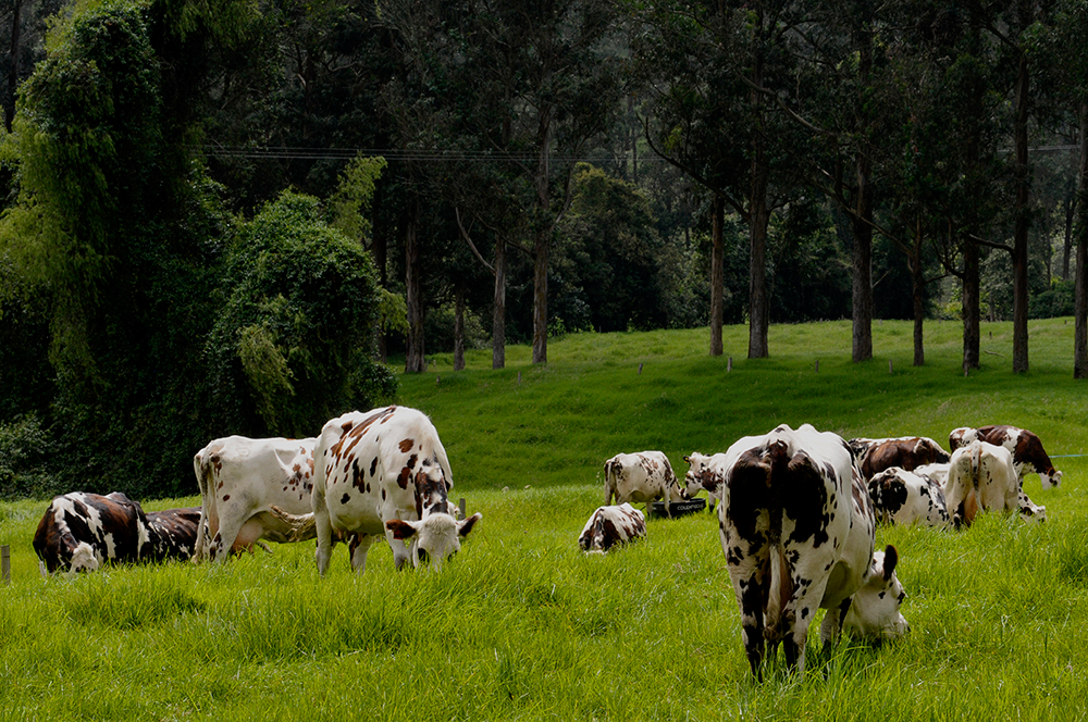 Gobierno departamental invita a los ganaderos del Quindío a ser parte del proyecto de Ganadería Colombiana Sostenible