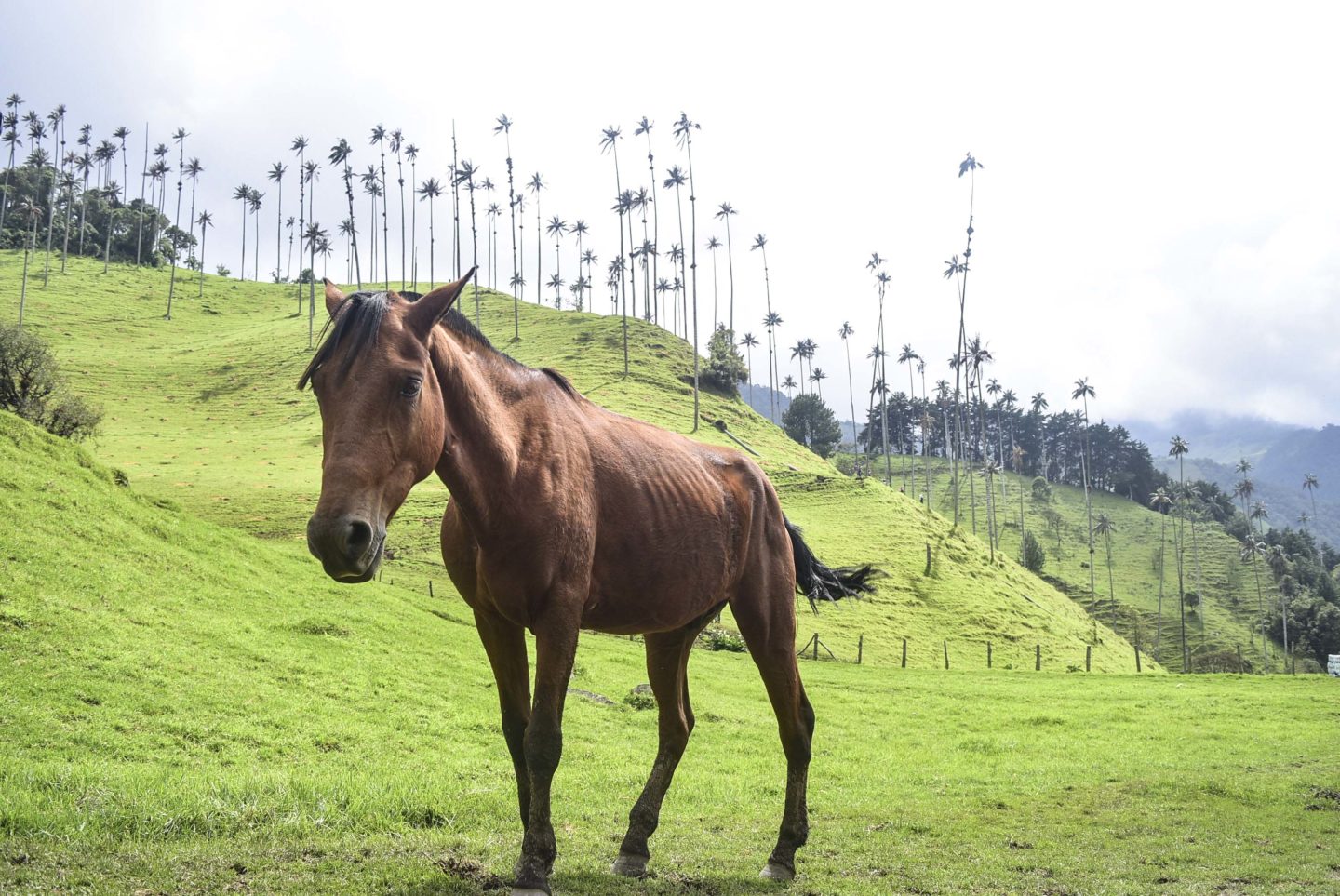 Declarada cuarentena por influenza equina