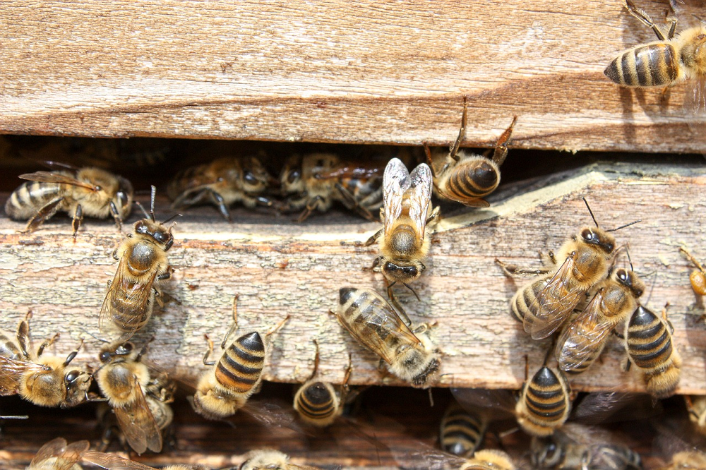 Debido a los cambios de temperatura en el Quindío aumentaron las emergencias por abejas