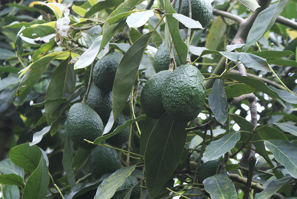 60 productores quindianos de aguacate Hass serán beneficiados con la Alianza Agro Exporta