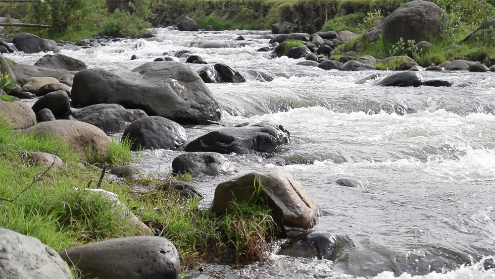 Protección educación ambiental y conservación acciones de la Gobernación del Quindío para celebrar el Día Mundial del Agua