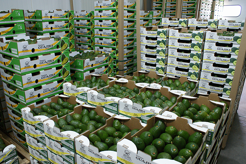 Inversionistas mexicanos vieron en el Quindío alto potencial para el cultivo de aguacate Hass