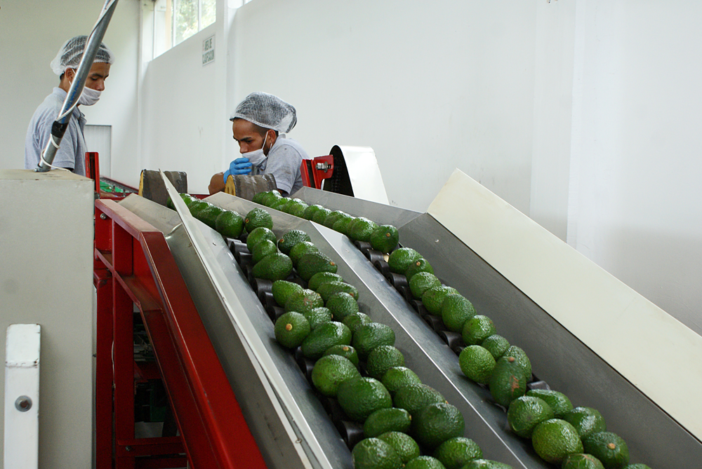 Jóvenes del Quindío recibirán formación agroindustrial