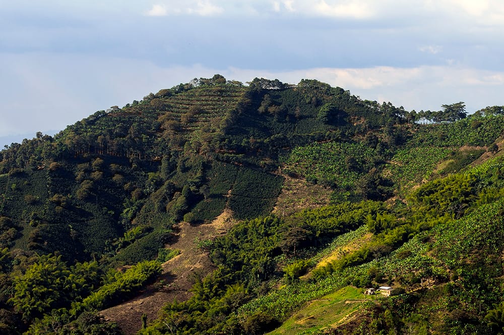 Quindío es estratégico para la implementación de agricultura limpia Juan Carlos Borrero