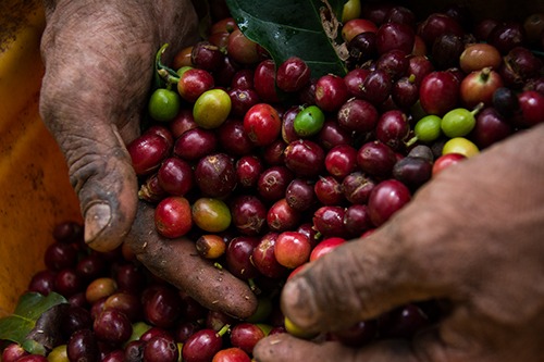 Unidad en torno a la situación de los cafeteros